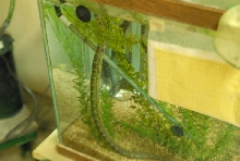 Chiricahua Desert Museum and ABQ Bio Park