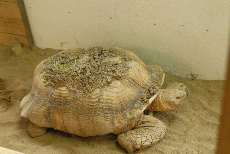 Chiricahua Desert Museum and ABQ Bio Park