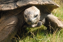 Chiricahua Desert Museum and ABQ Bio Park