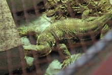 Chiricahua Desert Museum and ABQ Bio Park