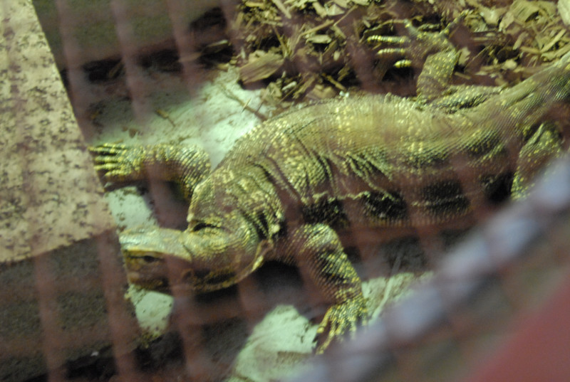 Chiricahua Desert Museum and ABQ Bio Park