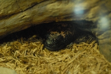 Chiricahua Desert Museum and ABQ Bio Park