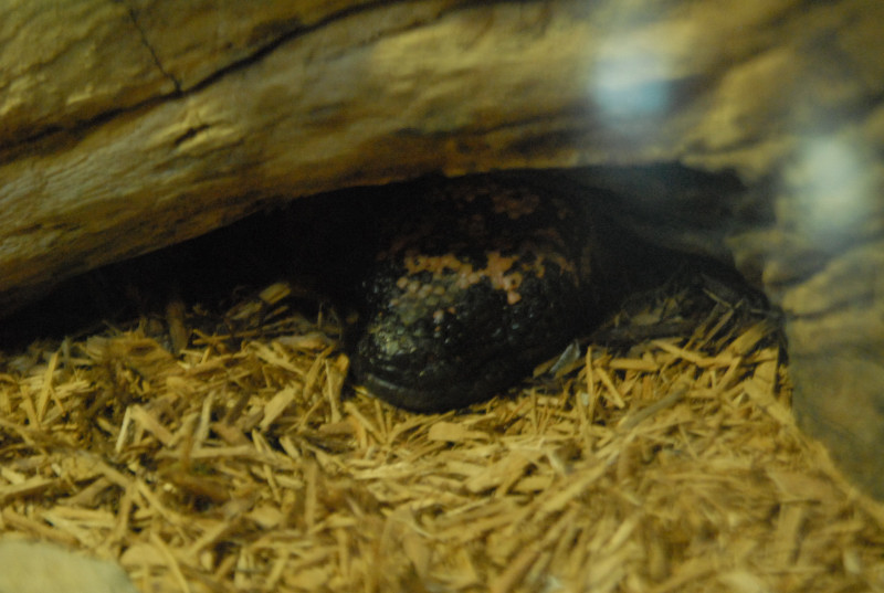 Chiricahua Desert Museum and ABQ Bio Park