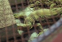 Chiricahua Desert Museum and ABQ Bio Park