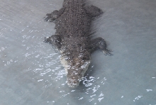 Chiricahua Desert Museum and ABQ Bio Park