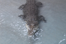 Chiricahua Desert Museum and ABQ Bio Park