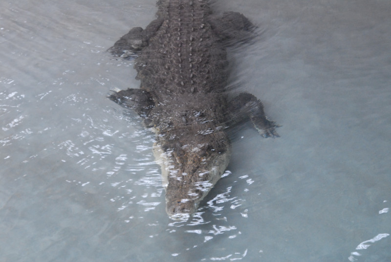 Chiricahua Desert Museum and ABQ Bio Park