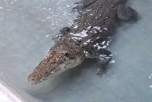 Chiricahua Desert Museum and ABQ Bio Park