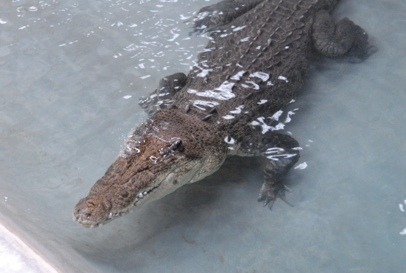 Chiricahua Desert Museum and ABQ Bio Park