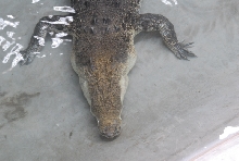 Chiricahua Desert Museum and ABQ Bio Park