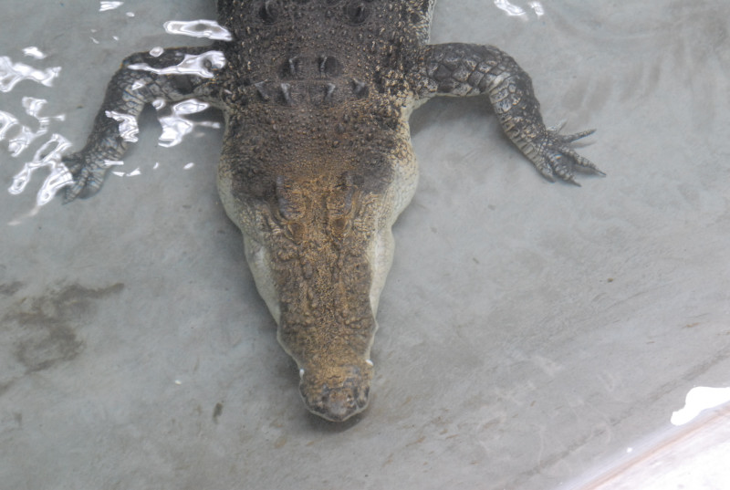 Chiricahua Desert Museum and ABQ Bio Park