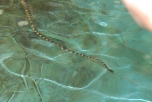 Chiricahua Desert Museum and ABQ Bio Park
