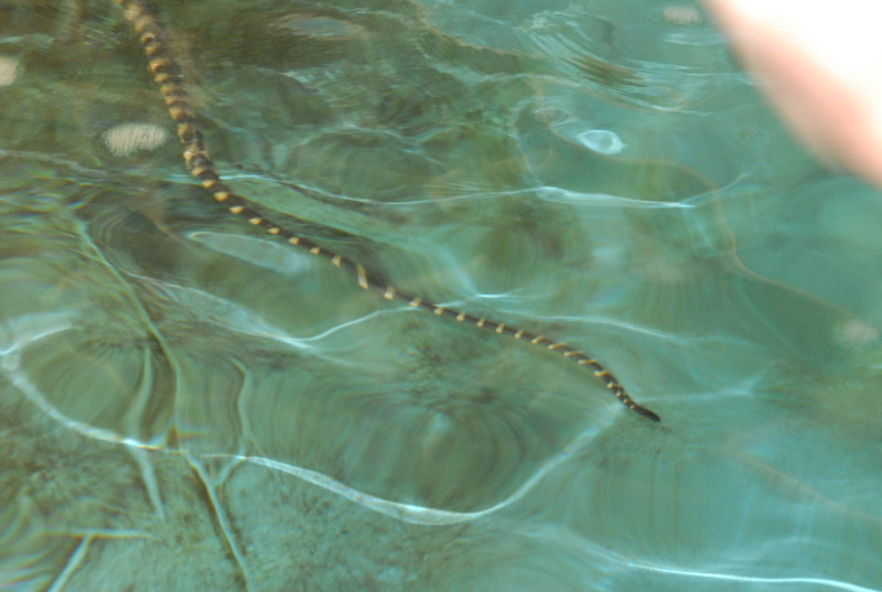 Chiricahua Desert Museum and ABQ Bio Park