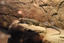 Chiricahua Desert Museum and ABQ Bio Park
