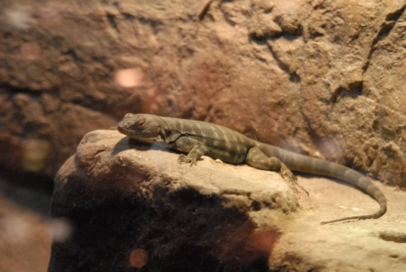 Chiricahua Desert Museum and ABQ Bio Park