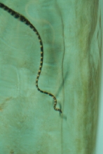 Chiricahua Desert Museum and ABQ Bio Park