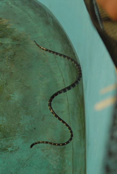 Chiricahua Desert Museum and ABQ Bio Park