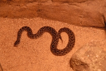 Chiricahua Desert Museum and ABQ Bio Park