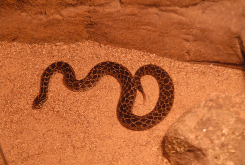 Chiricahua Desert Museum and ABQ Bio Park