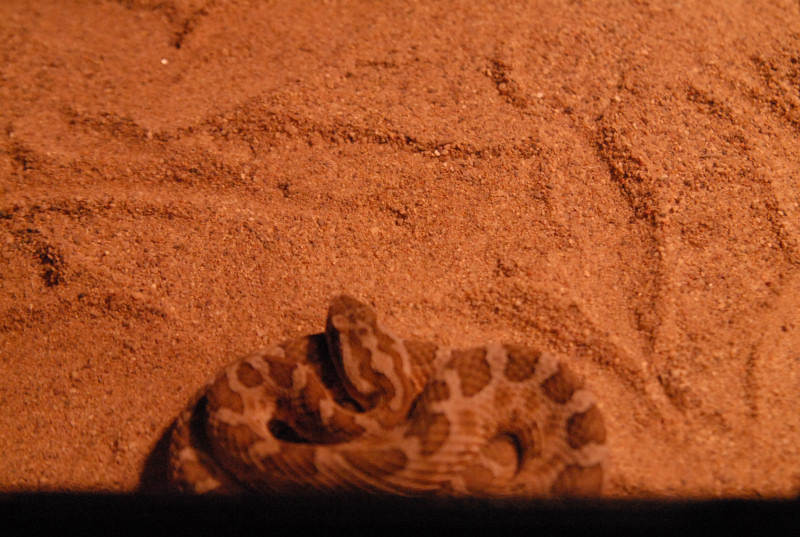 Chiricahua Desert Museum and ABQ Bio Park