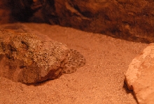 Chiricahua Desert Museum and ABQ Bio Park