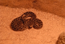 Chiricahua Desert Museum and ABQ Bio Park