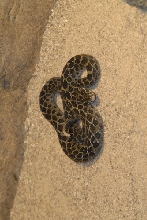 Chiricahua Desert Museum and ABQ Bio Park