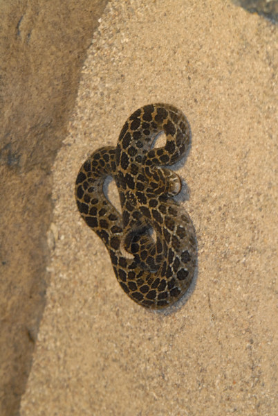 Chiricahua Desert Museum and ABQ Bio Park