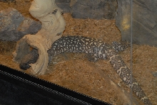 Chiricahua Desert Museum and ABQ Bio Park