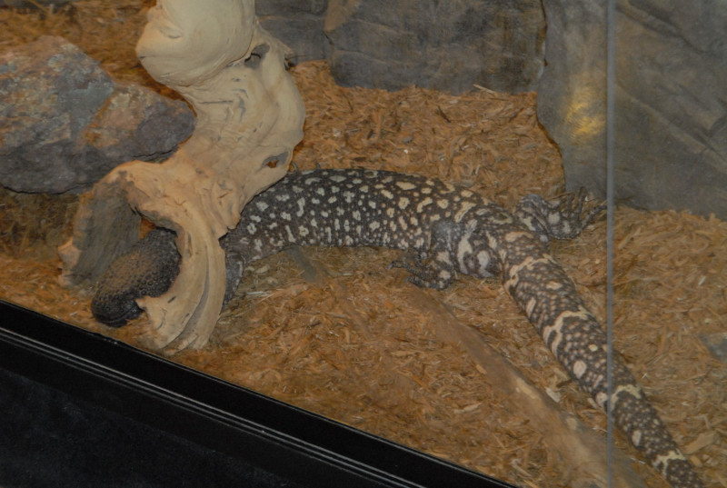 Chiricahua Desert Museum and ABQ Bio Park