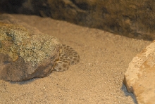 Chiricahua Desert Museum and ABQ Bio Park