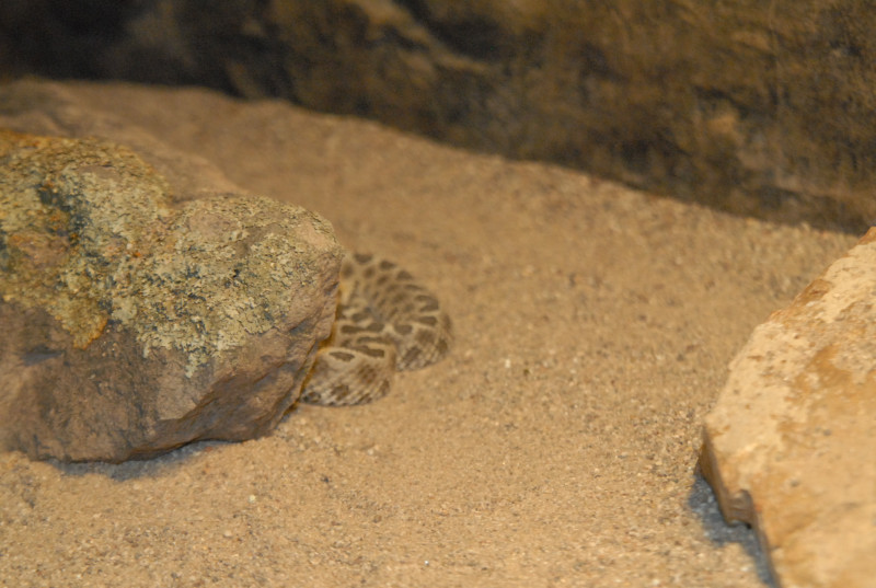 Chiricahua Desert Museum and ABQ Bio Park