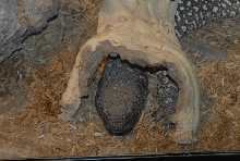 Chiricahua Desert Museum and ABQ Bio Park