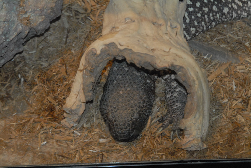 Chiricahua Desert Museum and ABQ Bio Park