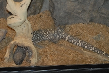 Chiricahua Desert Museum and ABQ Bio Park