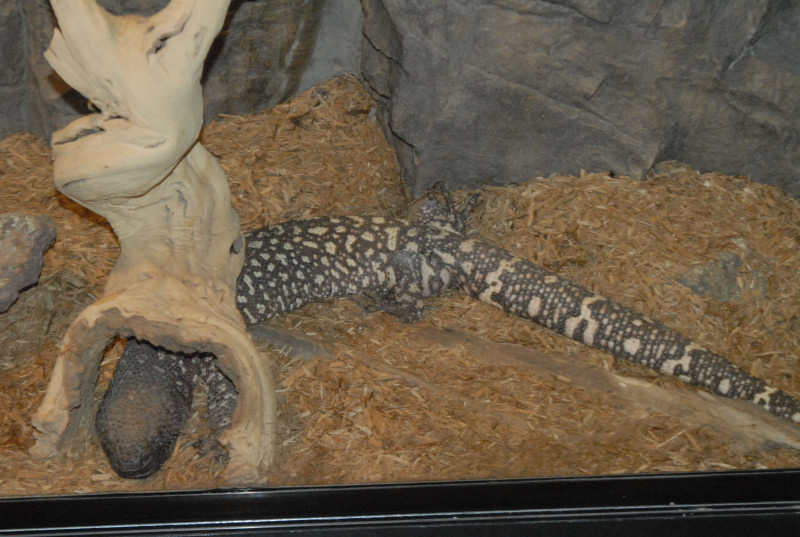 Chiricahua Desert Museum and ABQ Bio Park