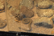 Chiricahua Desert Museum and ABQ Bio Park