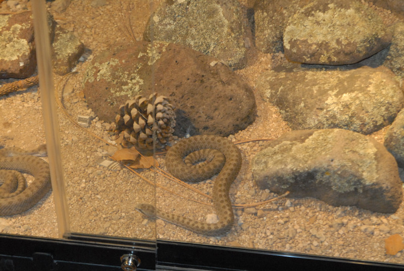 Chiricahua Desert Museum and ABQ Bio Park