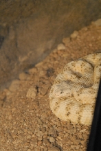 Chiricahua Desert Museum and ABQ Bio Park
