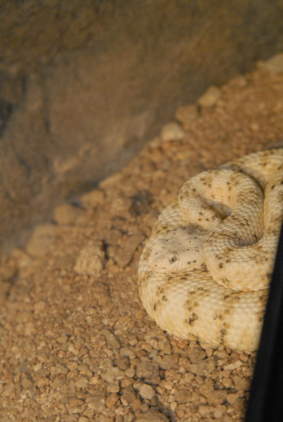 Chiricahua Desert Museum and ABQ Bio Park