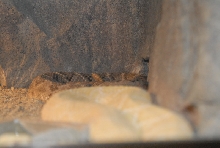 Chiricahua Desert Museum and ABQ Bio Park