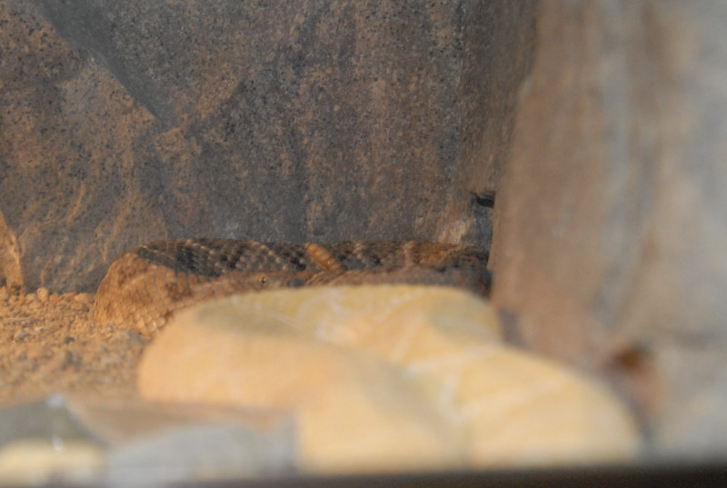 Chiricahua Desert Museum and ABQ Bio Park