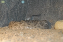 Chiricahua Desert Museum and ABQ Bio Park