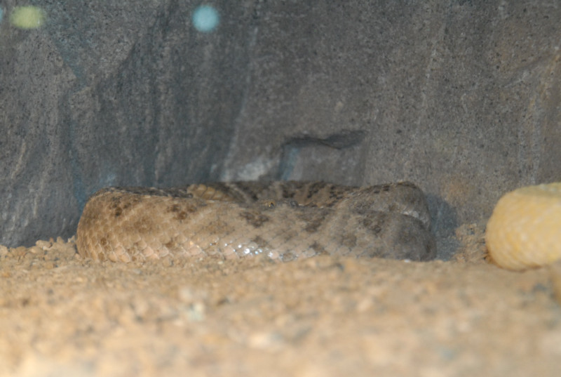 Chiricahua Desert Museum and ABQ Bio Park