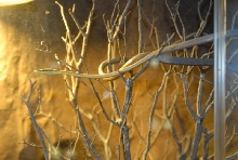 Chiricahua Desert Museum and ABQ Bio Park