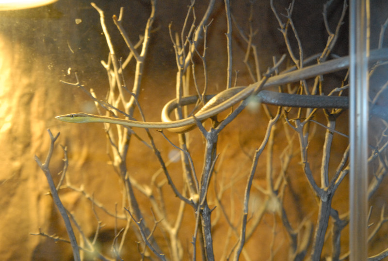 Chiricahua Desert Museum and ABQ Bio Park