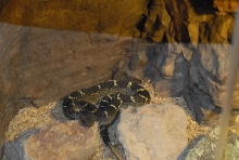 Chiricahua Desert Museum and ABQ Bio Park