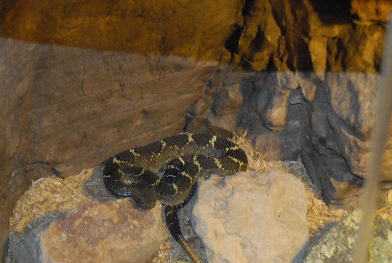 Chiricahua Desert Museum and ABQ Bio Park