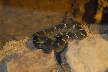 Chiricahua Desert Museum and ABQ Bio Park
