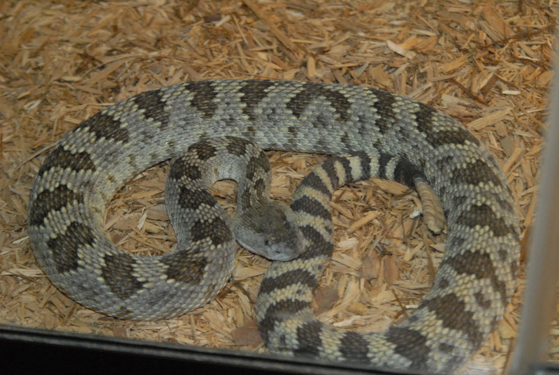 Chiricahua Desert Museum and ABQ Bio Park